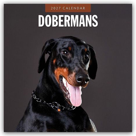 Text: "2027 Calendar Dobermans". Ein Dobermann mit schwarzem Fell und braunen Details, offenem Mund, sichtbarer Zunge und Halskette.