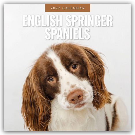 Text: "2027 CALENDAR" oben, "ENGLISH SPRINGER SPANIELS" darunter. Ein niedlicher Hund mit braunem und weißem Fell blickt freundlich.