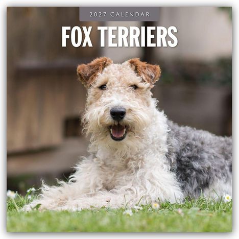 "2027 Calendar: Fox Terriers." Ein lachender Fox Terrier liegt auf einer Wiese mit verschwommenem Hintergrund.