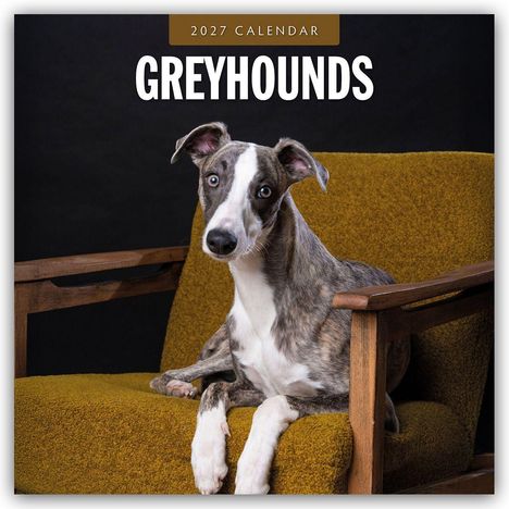"2027 Calendar: Greyhounds" steht oben. Ein Greyhound liegt entspannt auf einem senfgelben Sessel.
