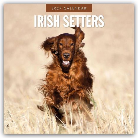 Text: "2027 Calendar Irish Setters". Ein lebhafter, brauner Irish Setter rennt durch ein Feld.