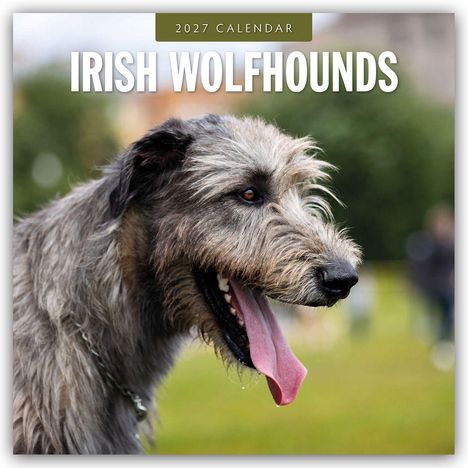 Text: "2027 CALENDAR IRISH WOLFHOUNDS". Bild eines zotteligen Hundes mit langer Zunge auf einer grünen Wiese.