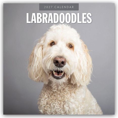 Oben "2027 Calendar", darunter "Labradoodles". Abgebildet ist ein lächelnder Labradoodle vor grauem Hintergrund.