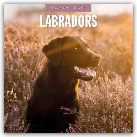 Text: "2027 CALENDAR LABRADORS". Ein schwarzer Labrador sitzt in einem Feld mit lila Blumen bei Sonnenuntergang.