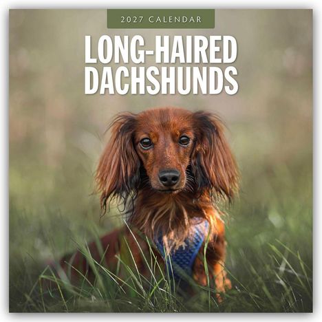 „2027 Calendar: Long-Haired Dachshunds“ steht über einem Dackel mit langem, braunem Fell im Gras.