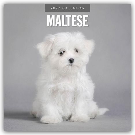Text: "2027 Calendar Maltese". Ein flauschiger, weißer Malteserwelpe sitzt vor grauem Hintergrund.