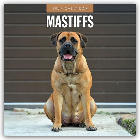 Text: "2027 CALENDAR MASTIFFS". Ein großer Mastiff sitzt vor einem braun gestrichenen Hintergrund.