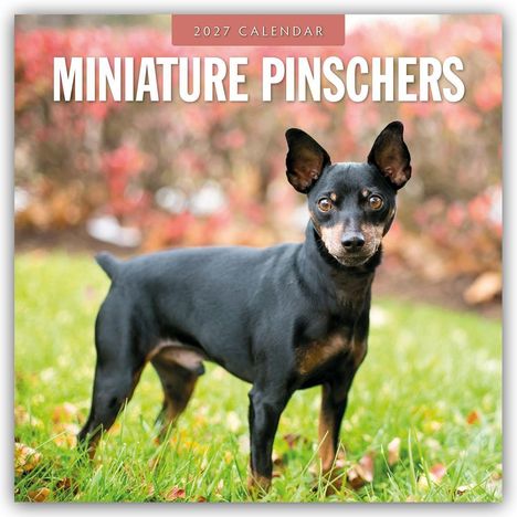 Text: "2027 Calendar" oben, "Miniature Pinschers" darunter. Ein schwarzer Miniatur-Pinscher steht auf grünem Gras.