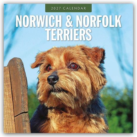 "2027 Calendar. Norwich & Norfolk Terriers." Ein fröhlicher Terrier mit herausgestreckter Zunge vor grünem Hintergrund.