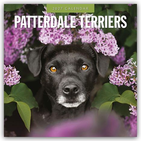 „2027 Calendar: Patterdale Terriers.“ Ein schwarzer Terrier steht auf einem Hügel mit grünem Hintergrund.