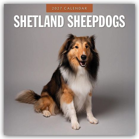 "2027 Calendar" und "Shetland Sheepdogs"; ein sitzender, lächelnder Shetland Sheepdog auf grauem Hintergrund.