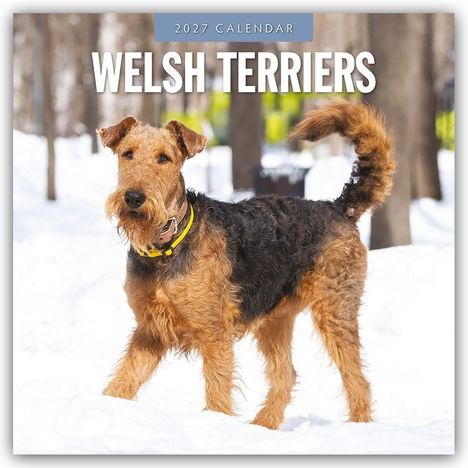 Oben steht "2027 CALENDAR" und "WELSH TERRIERS." Ein Welsh Terrier liegt auf einem blauen Hintergrund mit einem Spielzeug.