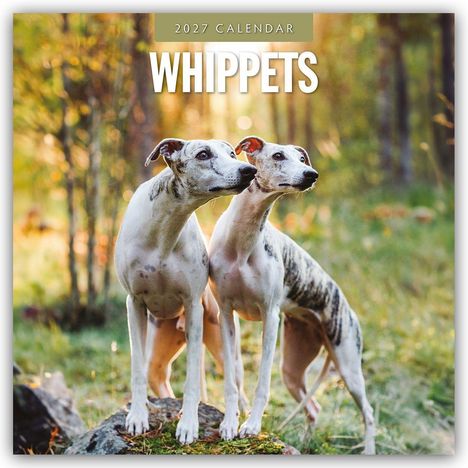 2027 Calendar: Whippets. Ein Whippet mit blauem Halsband liegt in einem lila-blühenden Blumenfeld.