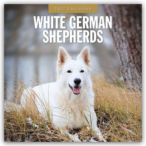 2027 Calendar: White German Shepherds. Ein weißer Schäferhund liegt entspannt im Gras, Hintergrund ist unscharf.