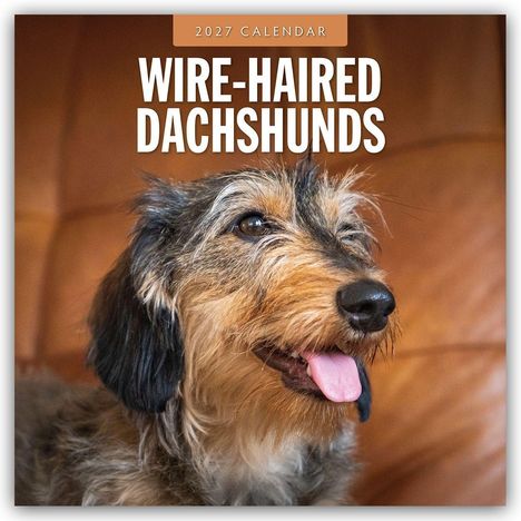 „2027 Calendar“, „Wire-Haired Dachshunds“. Ein struppiger Dackel mit herausgestreckter Zunge auf braunem Hintergrund.