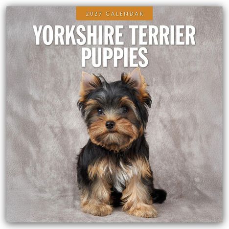 Text: „2027 Calendar Yorkshire Terrier Puppies“. Ein niedlicher Yorkshire Terrier Welpe auf grauem Hintergrund.