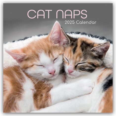 Gifted Stationery Co. Ltd: Cat Naps - Träumende Katzen 2025 - 12-Monatskalender, Kalender