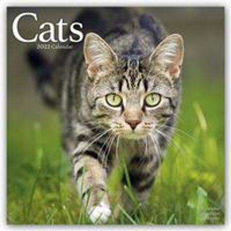 Cats - Katzen 2022 - 16-Monatskalender, Kalender