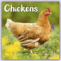 Chickens - Hühner 2023 - 16-Monatskalender, Kalender