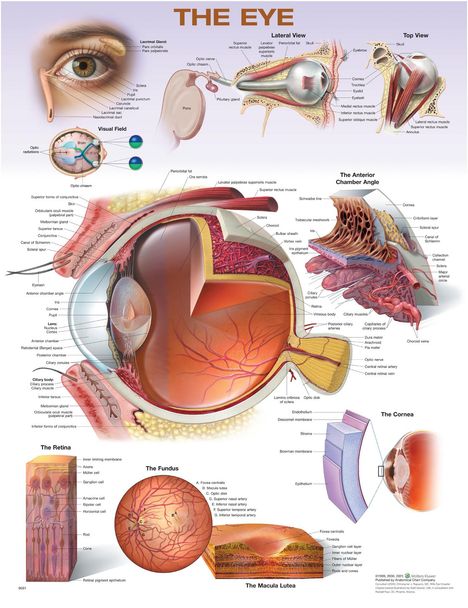 The Eye Anatomical Chart, Diverse
