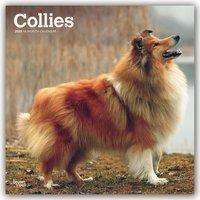 Collies 2020 - 18-Monatskalender mit freier DogDays-App, Buch