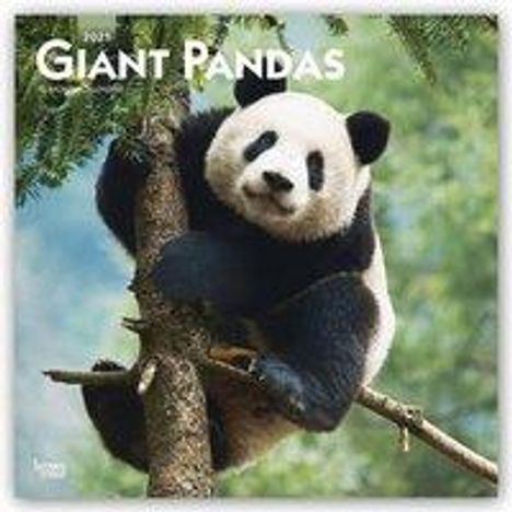 Browntrout: Browntrout: Giant Pandas 2021 Square, Buch