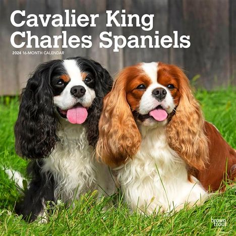 Cavalier King Charles Spaniels 2024 Square, Kalender