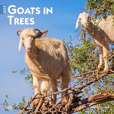 Goats in Trees 2024 Square, Kalender