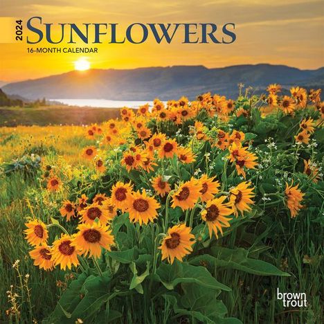 Sunflowers 2024 Mini 7x7, Buch