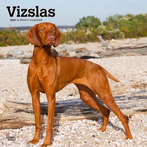 Vizslas 2024 Square, Kalender