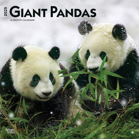 Browntrout: Giant Pandas 2025 12 X 24 Inch Monthly Square Wall Calendar Plastic-Free, Kalender