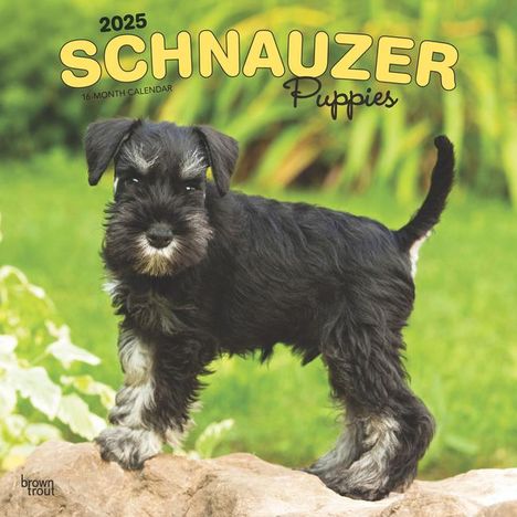 Browntrout: Schnauzer Puppies 2025 12 X 24 Inch Monthly Square Wall Calendar Plastic-Free, Kalender
