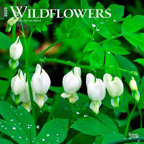 Browntrout: Wildflowers 2025 12 X 24 Inch Monthly Square Wall Calendar Plastic-Free, Kalender