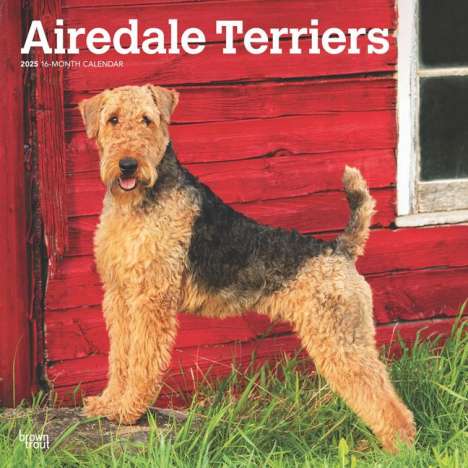 Browntrout: Airedale Terriers 2025 12 X 24 Inch Monthly Square Wall Calendar Plastic-Free, Kalender