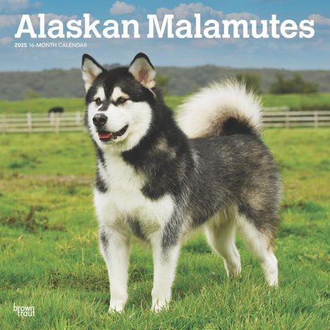 Browntrout: Alaskan Malamutes 2025 12 X 24 Inch Monthly Square Wall Calendar Plastic-Free, Kalender