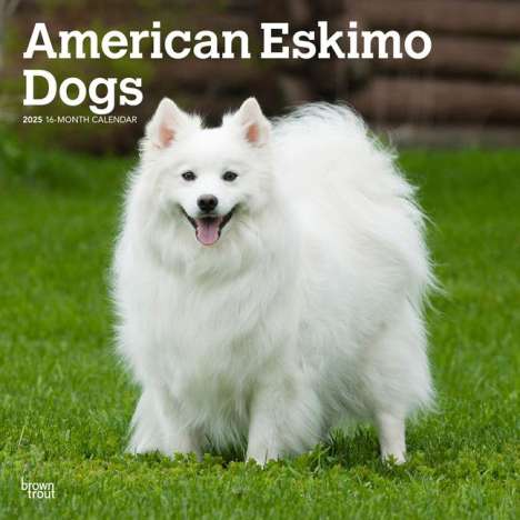 Browntrout: American Eskimo Dogs 2025 12 X 24 Inch Monthly Square Wall Calendar Plastic-Free, Kalender