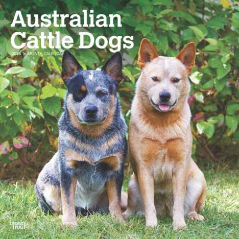 Browntrout: Australian Cattle Dogs 2025 12 X 24 Inch Monthly Square Wall Calendar Plastic-Free, Kalender