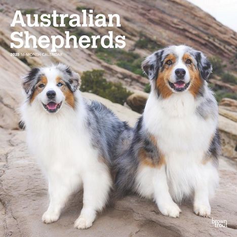 Browntrout: Australian Shepherds 2025 12 X 24 Inch Monthly Square Wall Calendar Plastic-Free, Kalender