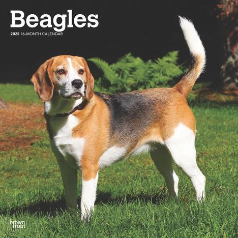 Browntrout: Beagles 2025 12 X 24 Inch Monthly Square Wall Calendar Plastic-Free, Kalender