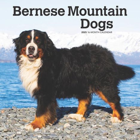 Browntrout: Bernese Mountain Dogs 2025 12 X 24 Inch Monthly Square Wall Calendar Plastic-Free, Kalender