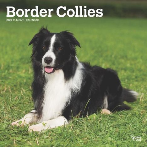 Browntrout: Border Collies 2025 12 X 24 Inch Monthly Square Wall Calendar Plastic-Free, Kalender