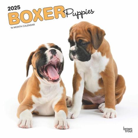 Browntrout: Boxer Puppies 2025 12 X 24 Inch Monthly Square Wall Calendar Plastic-Free, Kalender