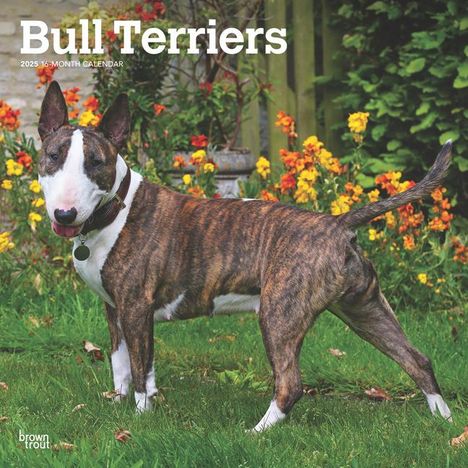 Browntrout: Bull Terriers 2025 12 X 24 Inch Monthly Square Wall Calendar Plastic-Free, Kalender