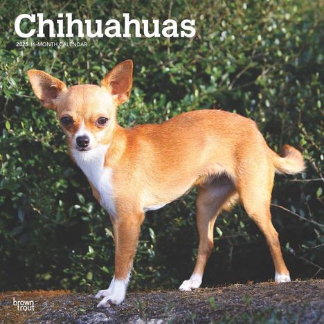Browntrout: Chihuahuas 2025 12 X 24 Inch Monthly Square Wall Calendar Plastic-Free, Kalender