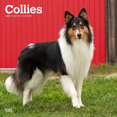 Browntrout: Collies 2025 12 X 24 Inch Monthly Square Wall Calendar Plastic-Free, Kalender