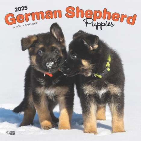 Browntrout: German Shepherd Puppies 2025 12 X 24 Inch Monthly Square Wall Calendar Plastic-Free, Kalender