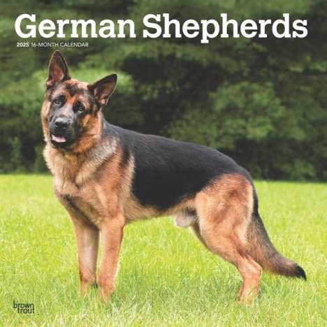 Browntrout: German Shepherds 2025 12 X 24 Inch Monthly Square Wall Calendar Plastic-Free, Kalender