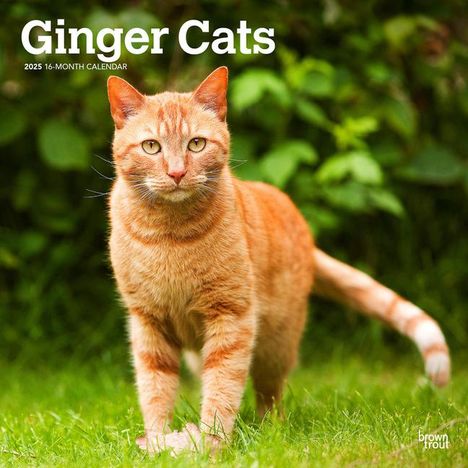 Browntrout: Ginger Cats 2025 12 X 24 Inch Monthly Square Wall Calendar Plastic-Free, Kalender