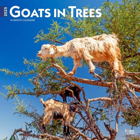 Browntrout: Goats in Trees 2025 12 X 24 Inch Monthly Square Wall Calendar Plastic-Free, Kalender