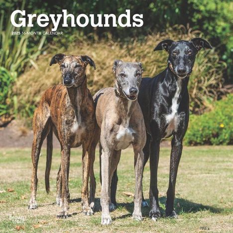Browntrout: Greyhounds 2025 12 X 24 Inch Monthly Square Wall Calendar Plastic-Free, Kalender